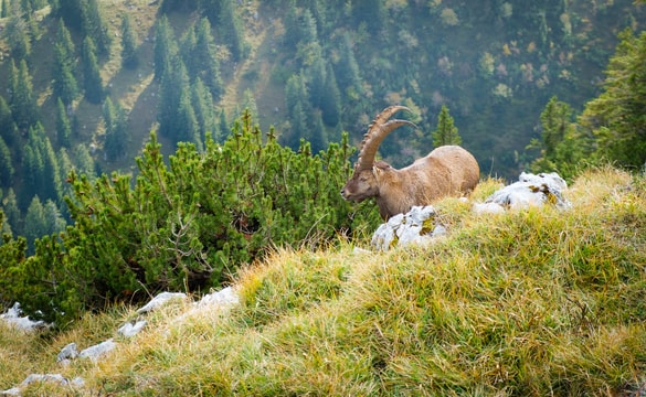 Ibex with impressive horns descending Benediktenwand