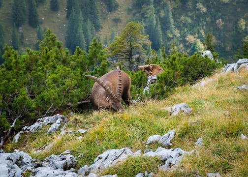 Two ibexes eating on Benediktenwand